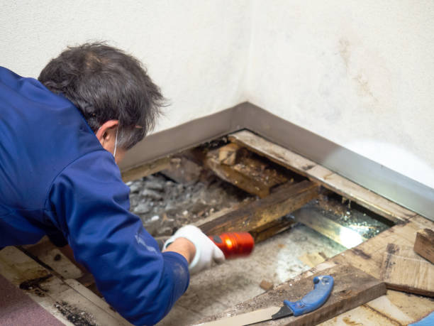 Best Black Mold Removal  in East Petersburg, PA