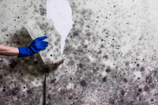 Best Emergency Mold Removal  in East Petersburg, PA
